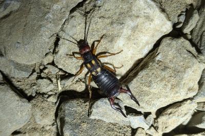 Anechura bipunctata
