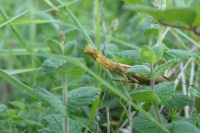 Mantis religiosa