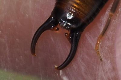 Pseudochelidura sinuata