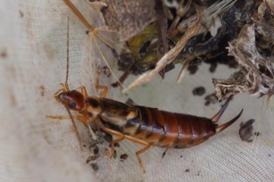 Forficula auricularia