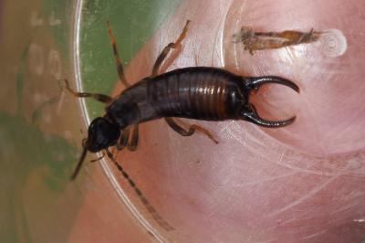 Pseudochelidura sinuata