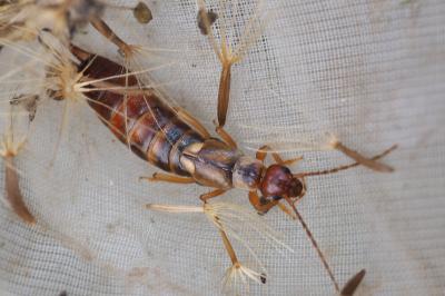 Forficula auricularia