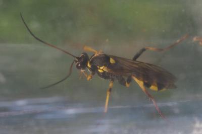 Amblyteles armatorius