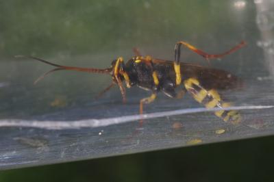 Amblyteles armatorius