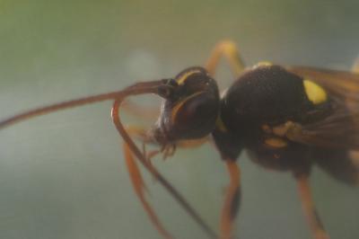 Amblyteles armatorius