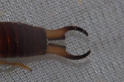 Forficula lesnei