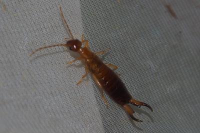 Forficula lesnei