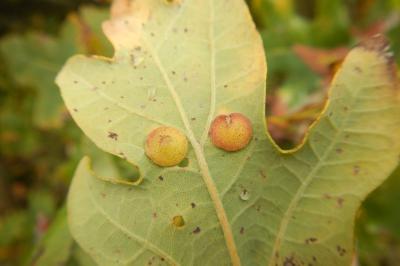 Neuroterus quercusbaccarum