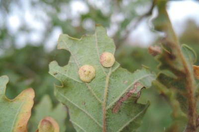 Neuroterus quercusbaccarum