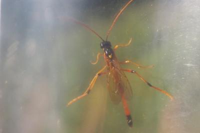 Therion circumflexum