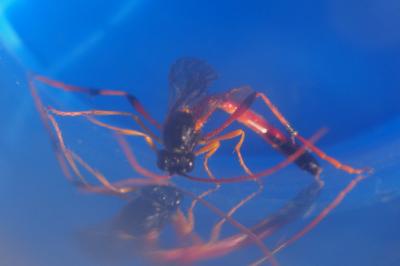 Therion circumflexum