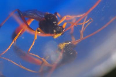 Therion circumflexum