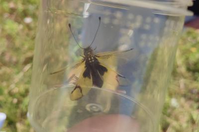 Libelloides longicornis