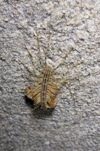 Scutigera coleoptrata