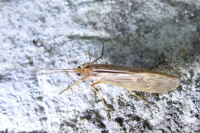 Halesus radiatus