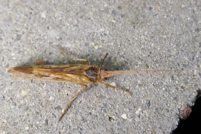 Limnephilus marmoratus