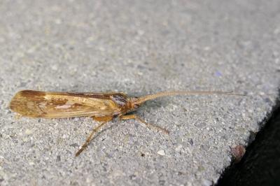 Limnephilus marmoratus