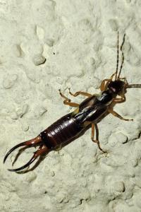 Forficula auricularia