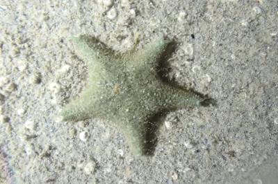 Asterina gibbosa