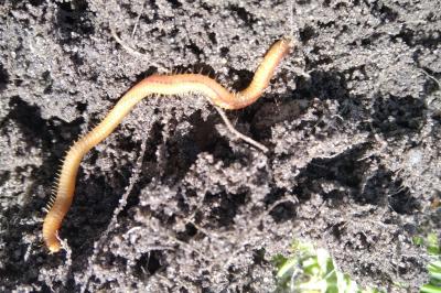 Himantarium gabrielis