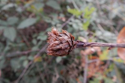 Andricus fecundatrix