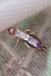 Forficula auricularia