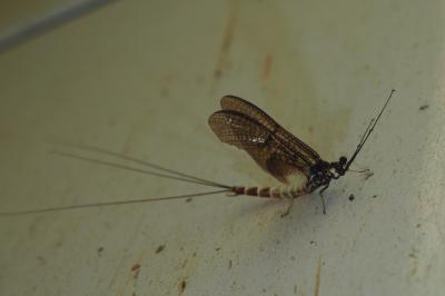 Ephemera danica