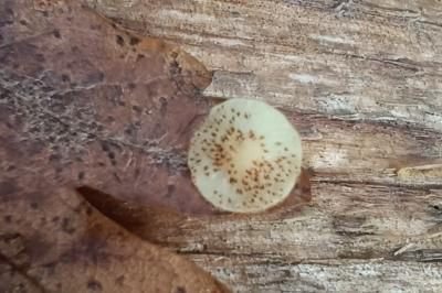 Neuroterus quercusbaccarum