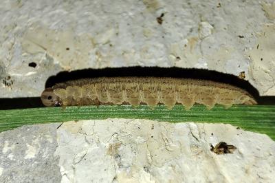 Macrophya duodecimpunctata