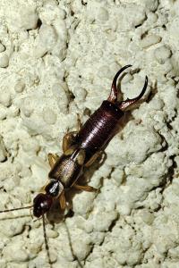 Forficula auricularia