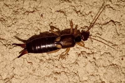 Forficula auricularia