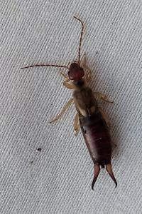 Forficula auricularia