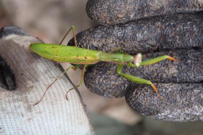 Mantis religiosa