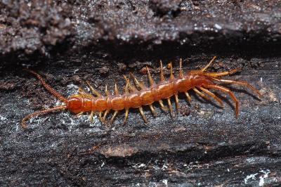 Lithobius