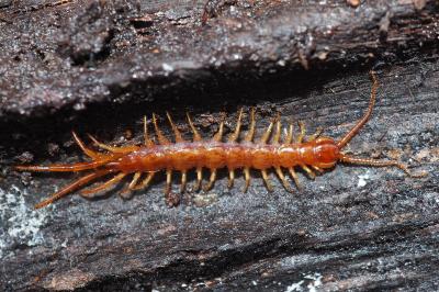 Lithobius