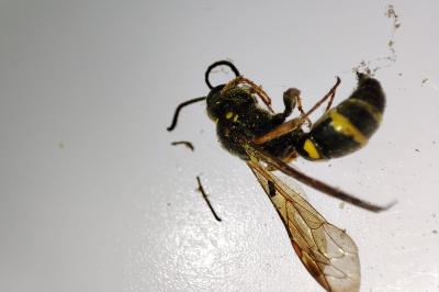 Argogorytes mystaceus