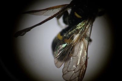 Argogorytes mystaceus