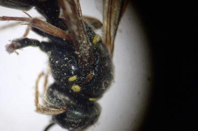 Argogorytes mystaceus