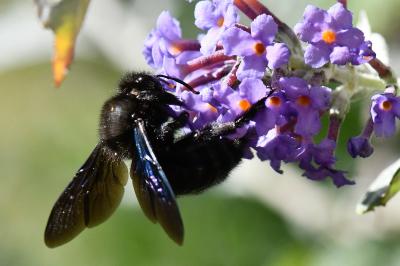 Xylocopa violacea