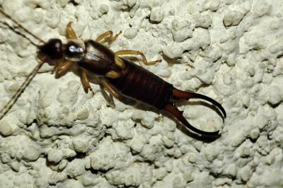 Forficula auricularia