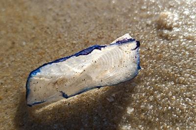Velella velella