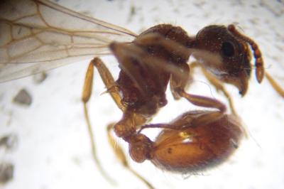 Myrmica ruginodis