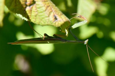 Mantis religiosa