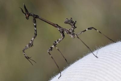 Empusa pennata