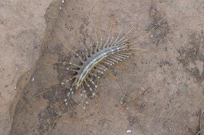 Scutigera coleoptrata