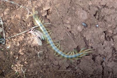 Scolopendra cingulata