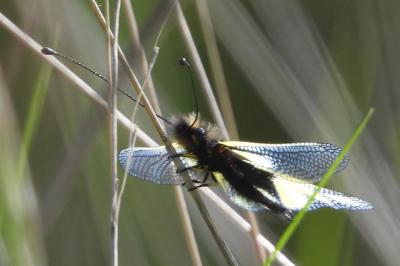 Libelloides coccajus