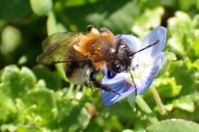 Andrena