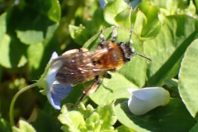 Andrena