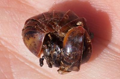 Loboglomeris rugifera